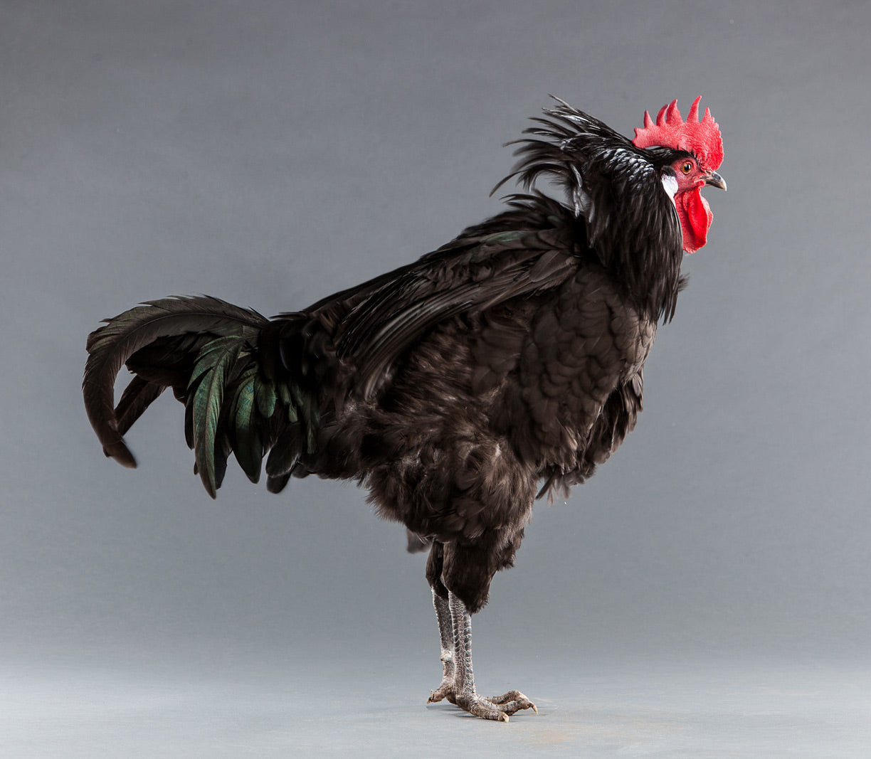 hackle — تصویر 3